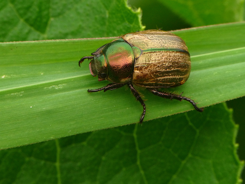 Rutelidae:  Anomala sp. ?  No, Mimela junii